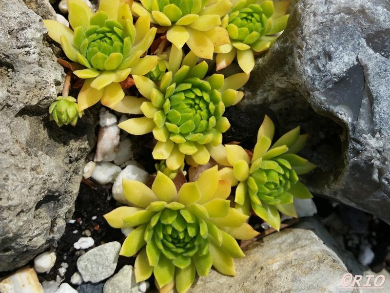 Cmiral's Yellow