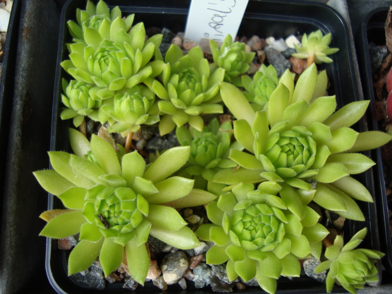 Cmiral's Yellow