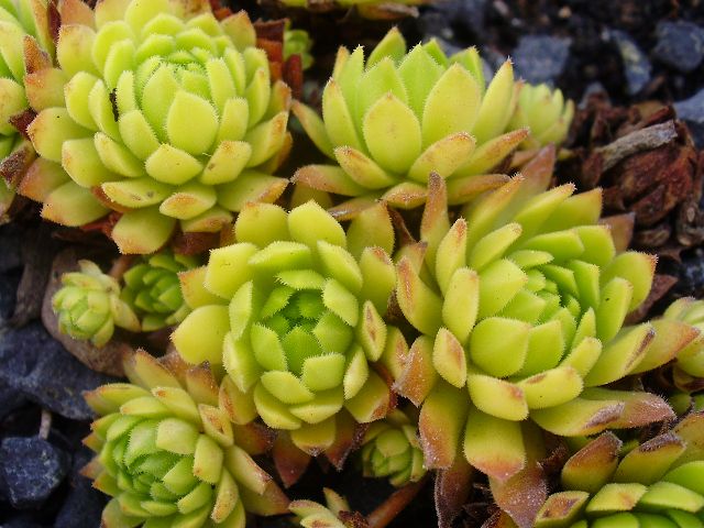 Cmiral's Yellow