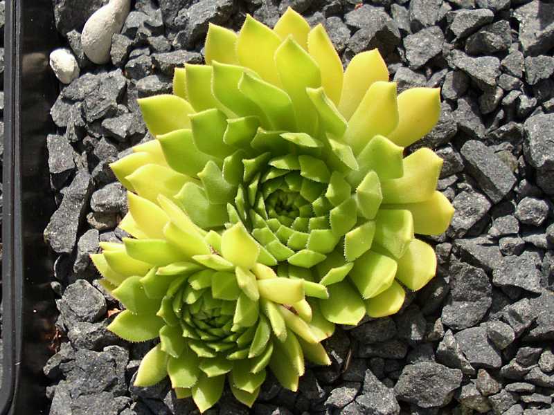 Cmiral's Yellow