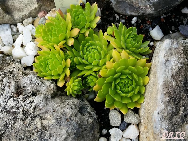 Cmiral's Yellow