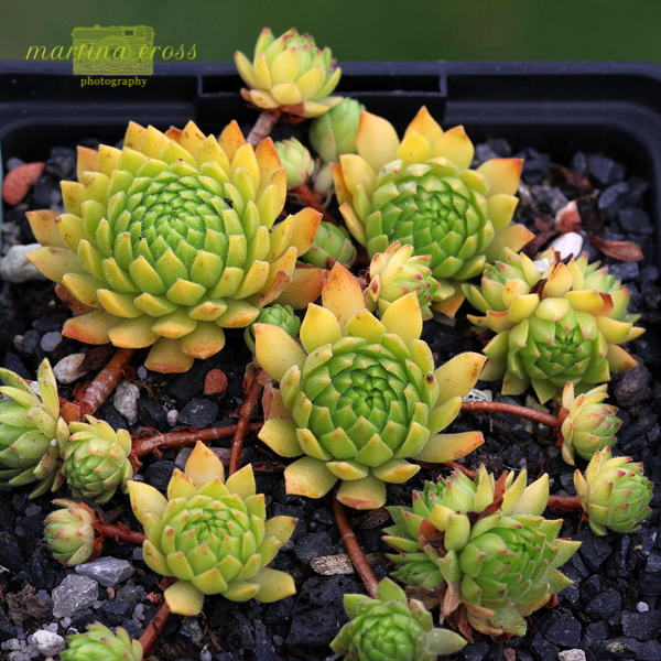 Cmiral's Yellow