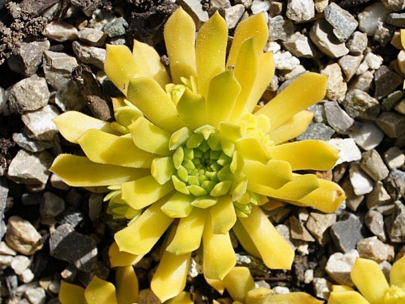 Cmiral's Yellow