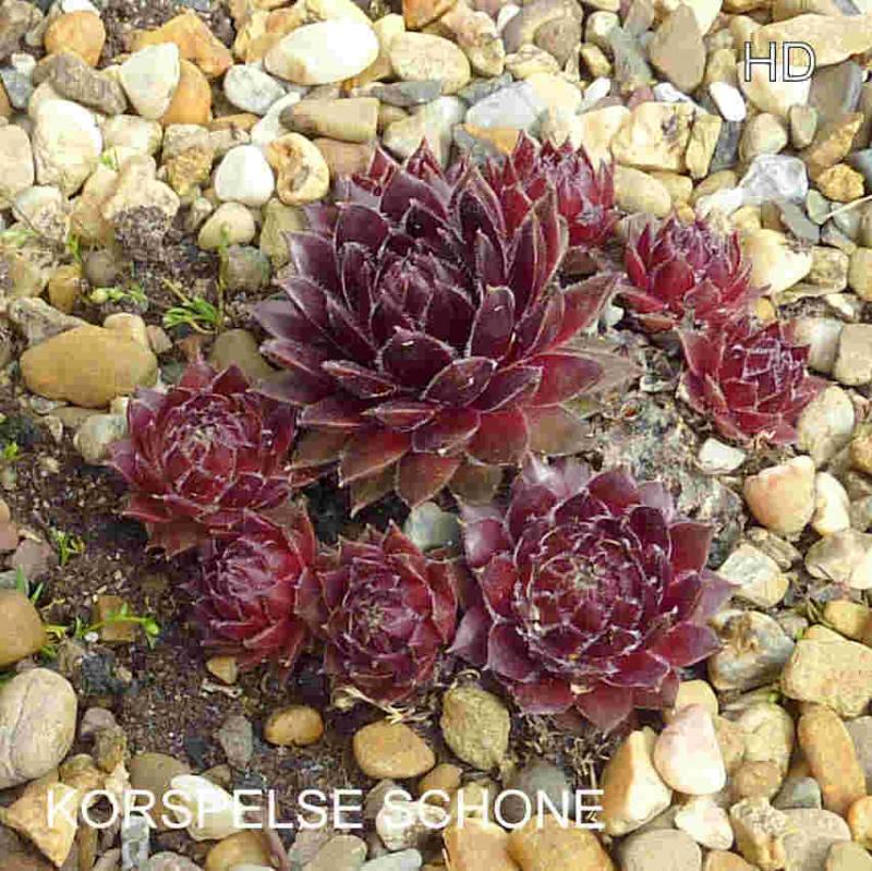 Korspelse Schone