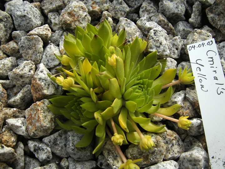 Cmiral's Yellow
