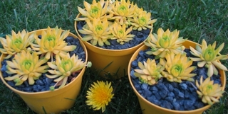 Cmiral's Yellow