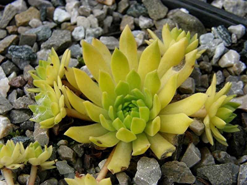 Cmiral's Yellow
