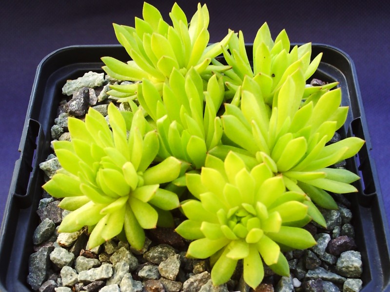 Cmiral's Yellow