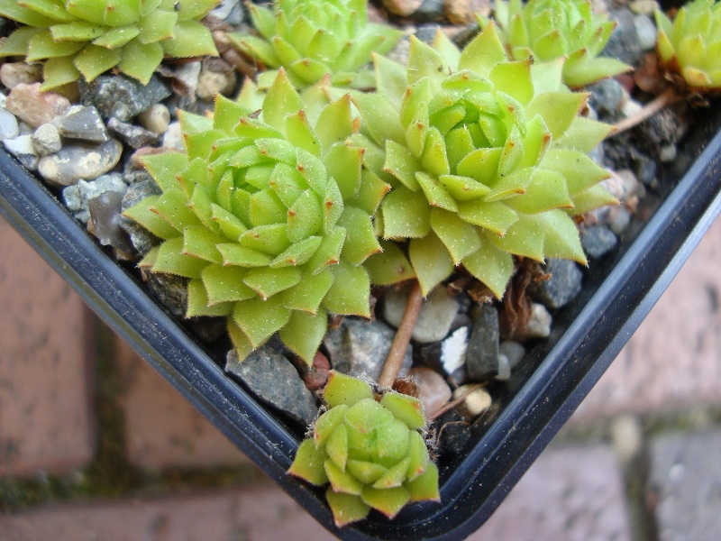 Cmiral's Yellow