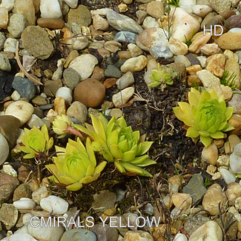 Cmiral's Yellow