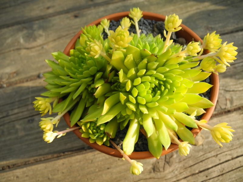 Cmiral's Yellow