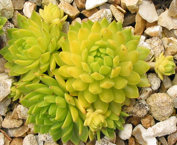 Cmiral's Yellow