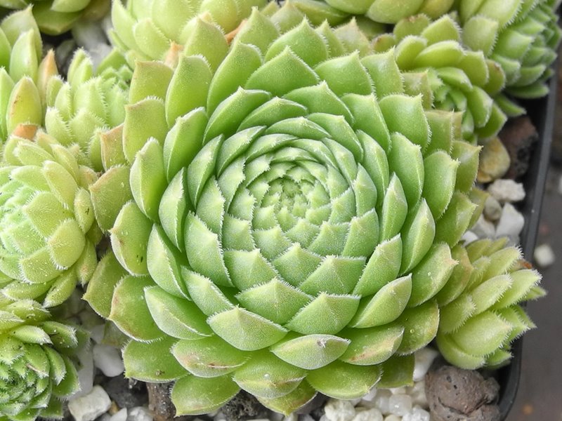 marmoreum ssp. reginae-amaliae from Mt. Giona