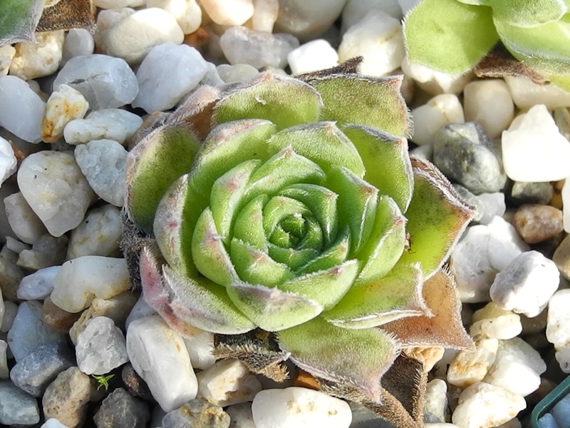 marmoreum ssp. marmoreum (assimile) from Domogled