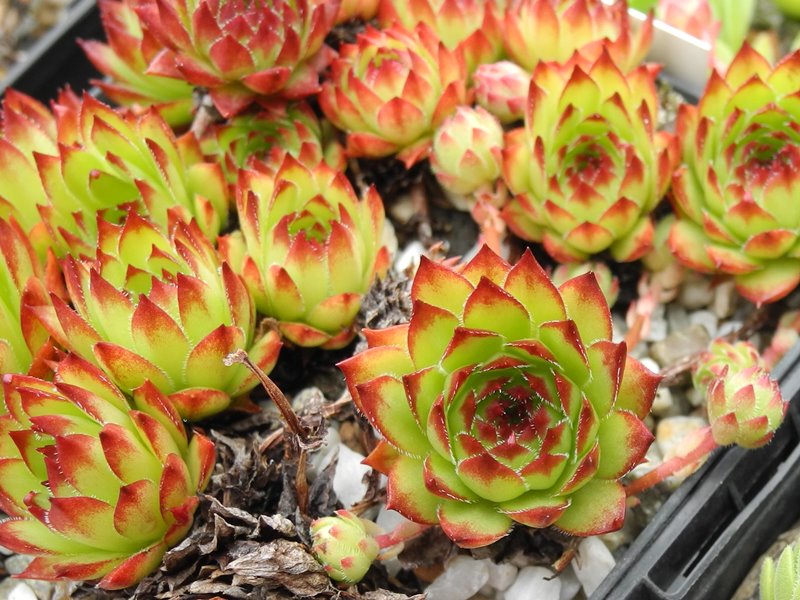 marmoreum ssp. marmoreum (dinaricum)