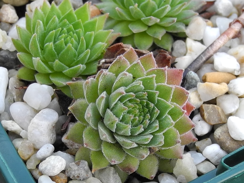 marmoreum ssp. reginae-amaliae (macedonicum) from Stogovo planina