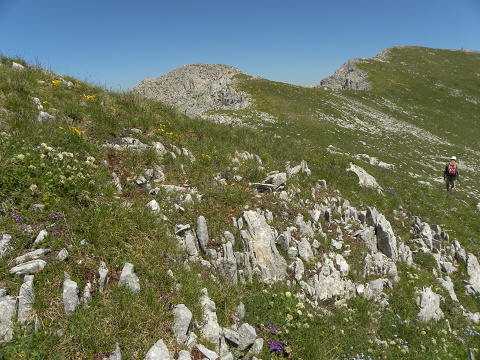 marmoreum ssp. marmoreum from Bavan