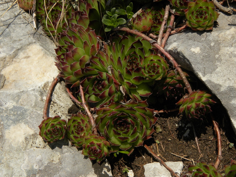 marmoreum ssp. marmoreum from Bobotov Kuk, Abhang