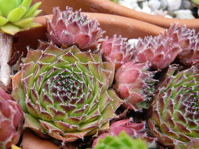 minus x S. tectorum