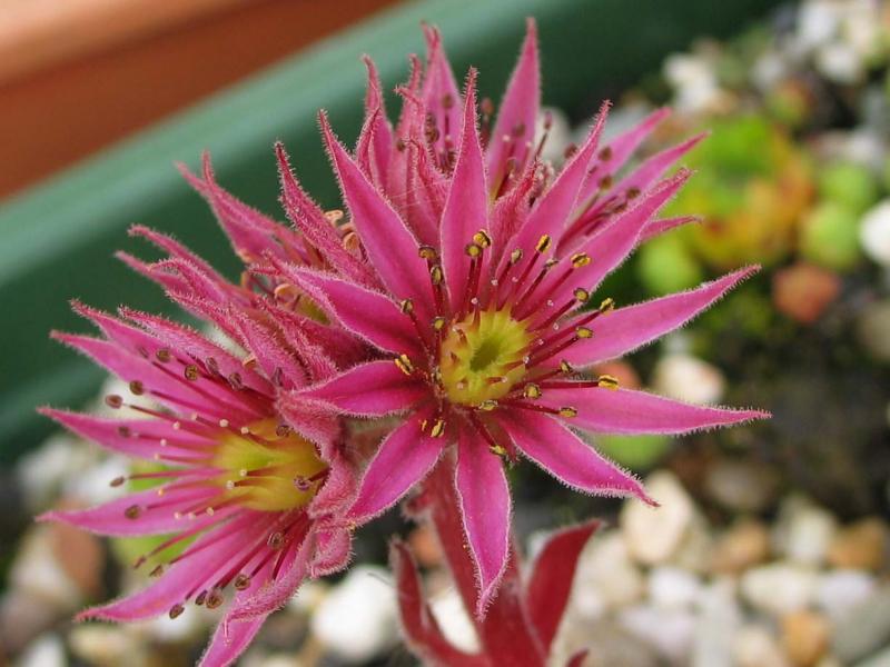 montanum (alpestre)