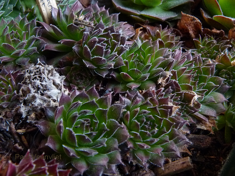 montanum