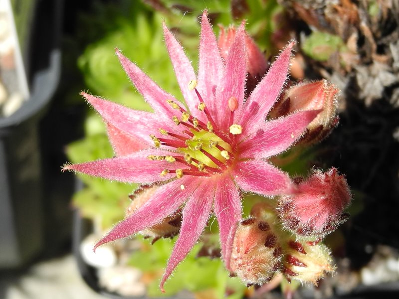 montanum (monticolum)