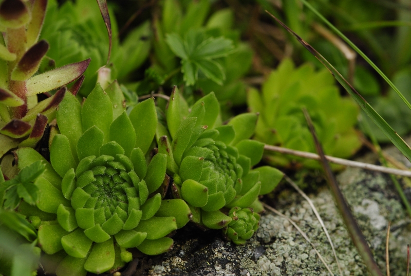 montanum ssp. carpathicum from Baníkovské sedlo