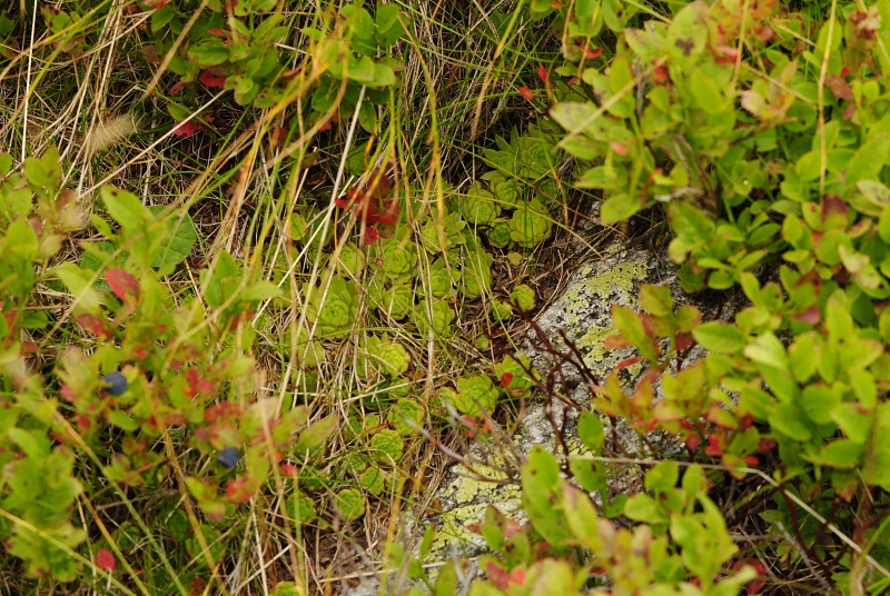montanum ssp. carpathicum from Banistá