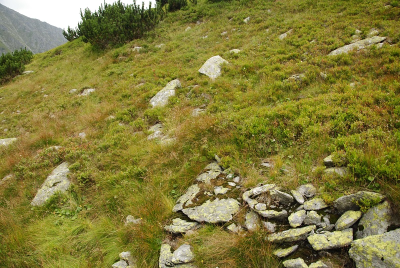 montanum ssp. carpathicum from Banistá