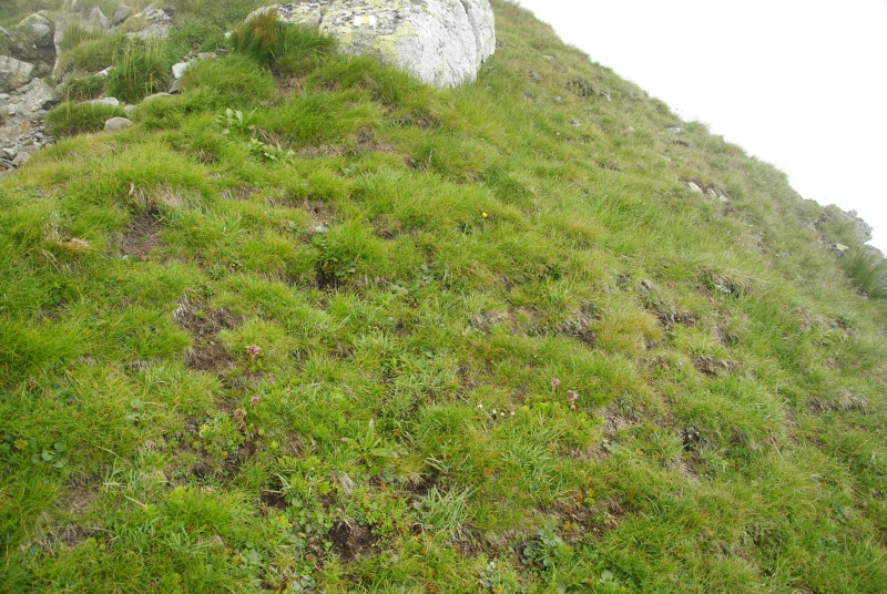 montanum ssp. carpathicum from Bystrá - SO Abhang