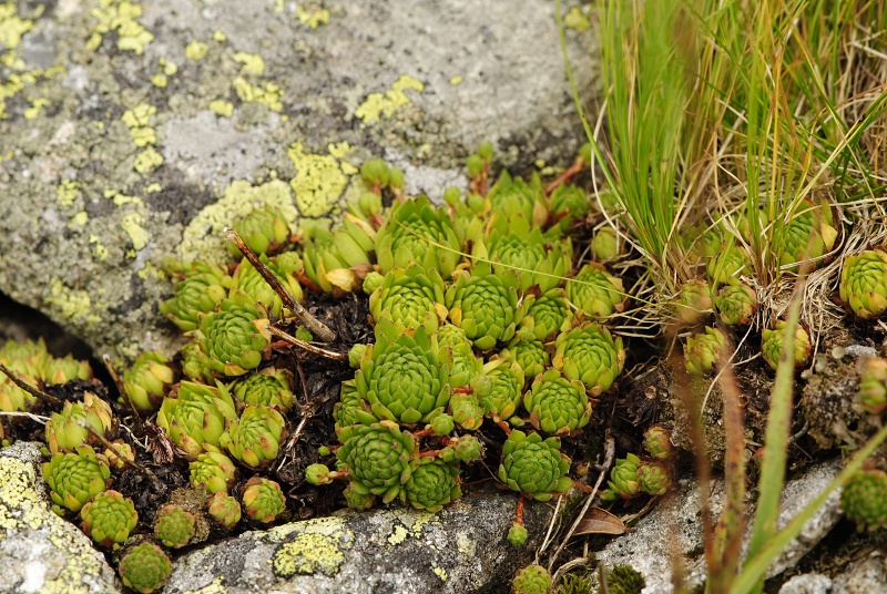 montanum ssp. carpathicum from Gáborovo sedlo
