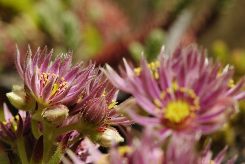 montanum ssp. carpathicum from Kráľova skala
