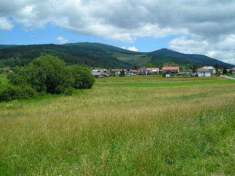 montanum ssp. carpathicum from Kráľova skala