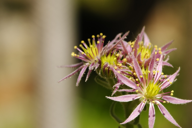 montanum ssp. carpathicum from Miedziane