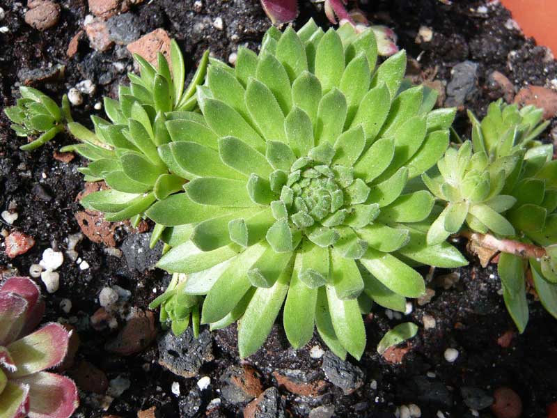 montanum ssp. carpathicum from Velické pleso