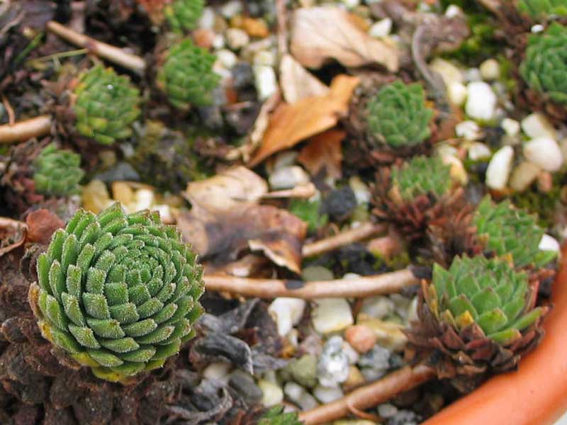 montanum ssp. carpathicum from Velické pleso