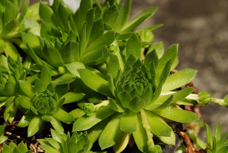 montanum ssp. carpathicum from Wielka Buczynowa, Abhang