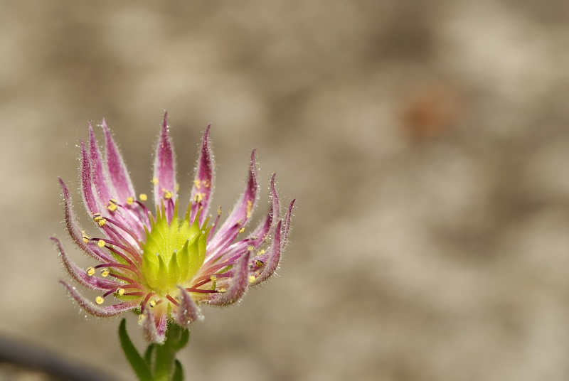 montanum ssp. carpathicum from Wielka Buczynowa, Abhang