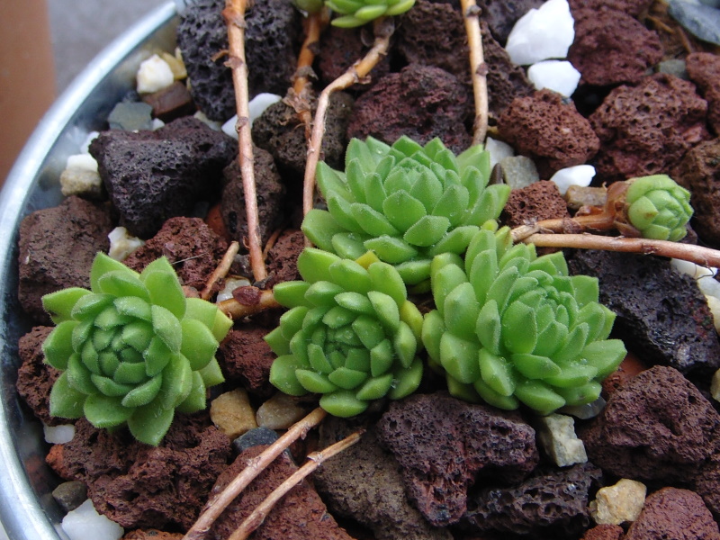 montanum ssp. carpathicum