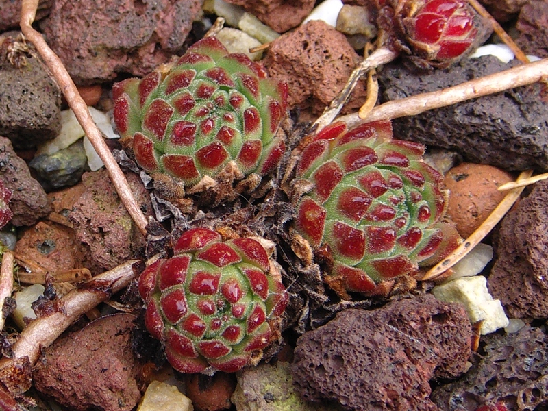 montanum ssp. carpathicum