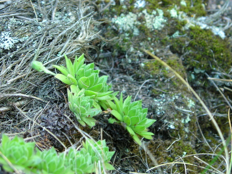 montanum ssp. heterophyllum from Stará Kremnička