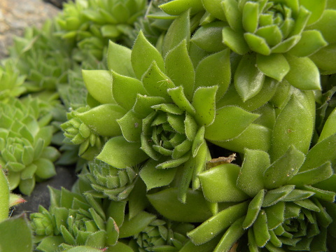 montanum ssp. heterophyllum from Stará Kremnička