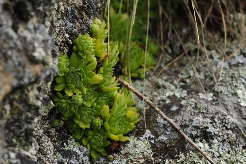 montanum ssp. heterophyllum from Starý hrad