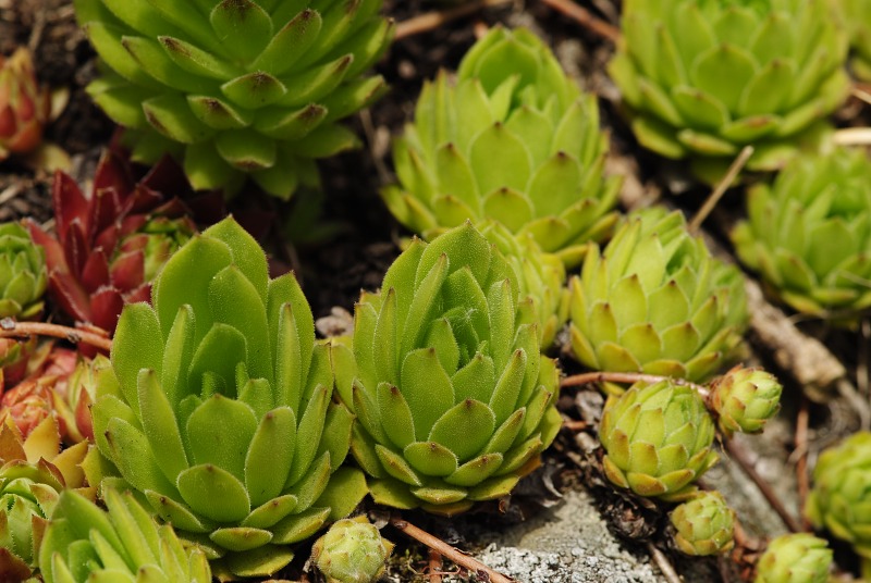 montanum ssp. heterophyllum from Žarnov