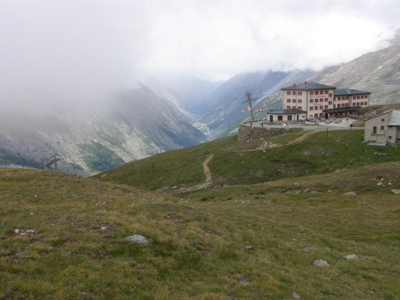 montanum ssp. montanum from Gornergrat (Riffelberg)