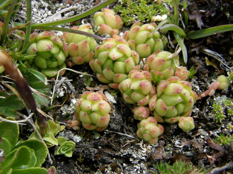 montanum ssp. montanum from Gornergrat (Rotenboden)