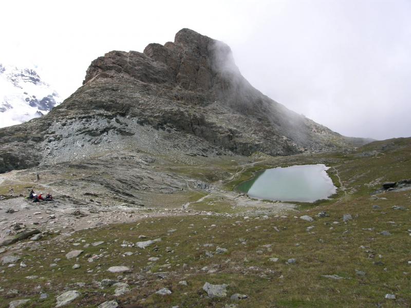 montanum ssp. montanum from Gornergrat (Rotenboden)