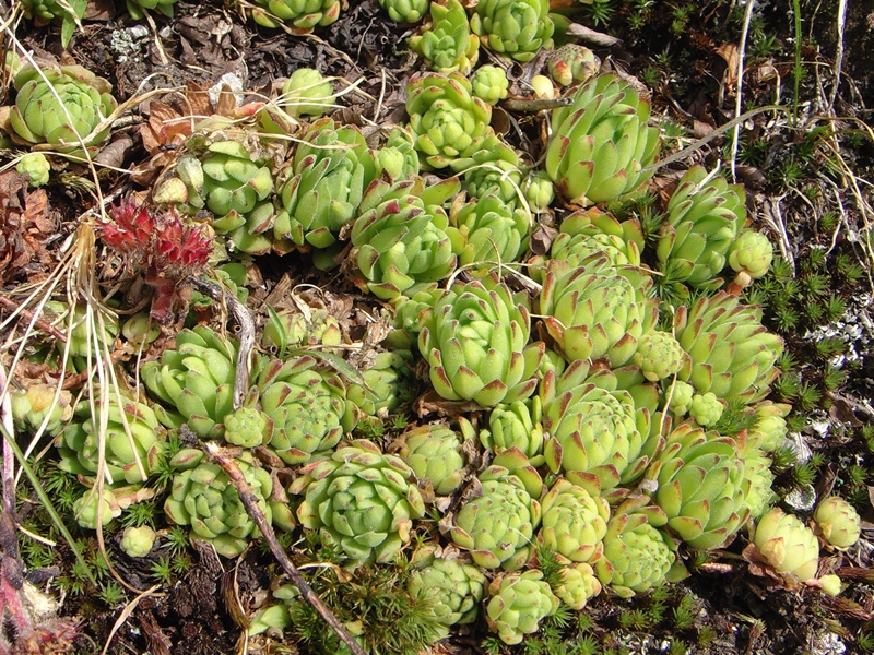 montanum ssp. montanum from Gotthard (Passhöhe)