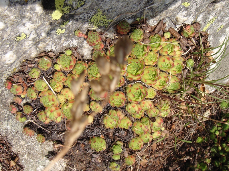 montanum ssp. montanum from Gotthard (Passhöhe)