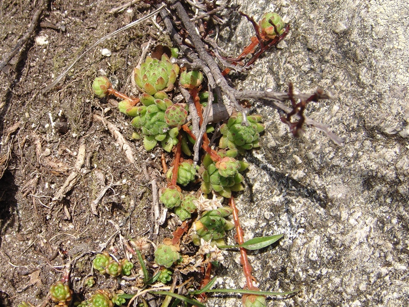 montanum ssp. montanum from Gotthard (Passhöhe)